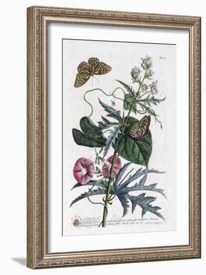 Abutilon and Convolvulus, C.1748-Georg Dionysius Ehret-Framed Giclee Print