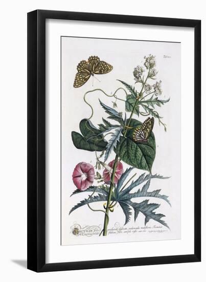 Abutilon and Convolvulus, C.1748-Georg Dionysius Ehret-Framed Giclee Print