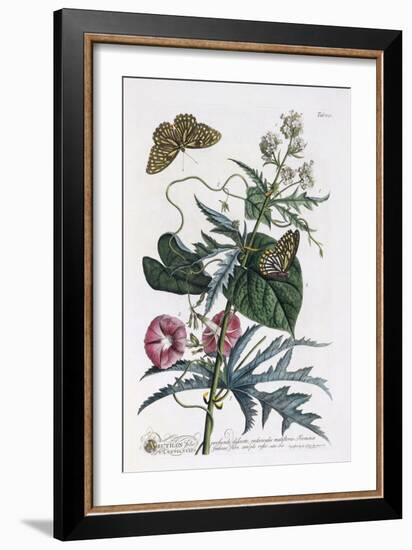 Abutilon and Convolvulus, C.1748-Georg Dionysius Ehret-Framed Giclee Print