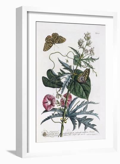 Abutilon and Convolvulus, C.1748-Georg Dionysius Ehret-Framed Giclee Print