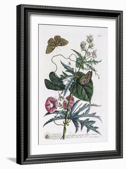 Abutilon and Convolvulus, C.1748-Georg Dionysius Ehret-Framed Giclee Print