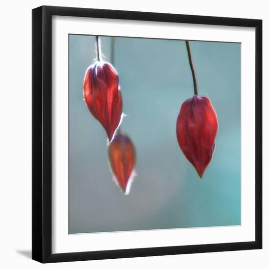 Abutilon-Viviane Fedieu Danielle-Framed Photographic Print