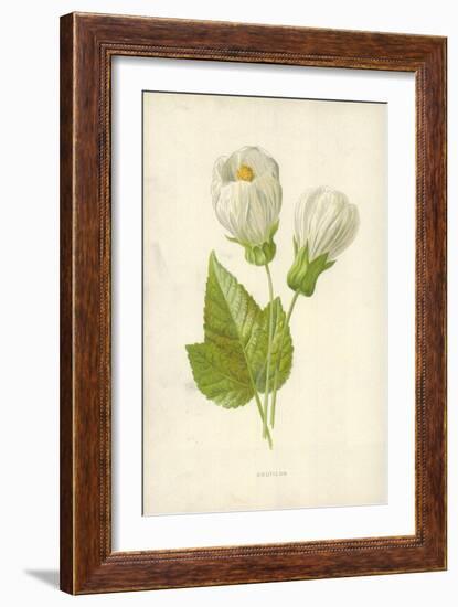 Abutilon-Frederick Edward Hulme-Framed Giclee Print