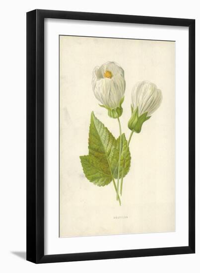 Abutilon-Frederick Edward Hulme-Framed Giclee Print