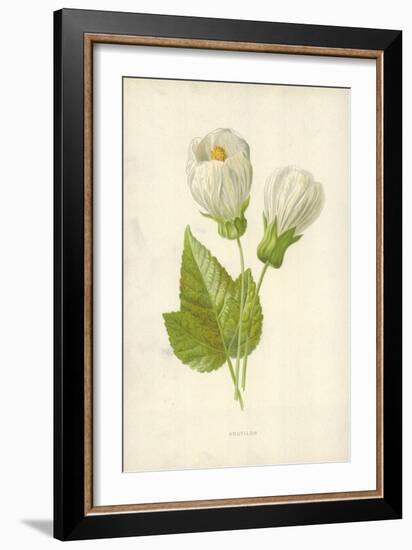 Abutilon-Frederick Edward Hulme-Framed Giclee Print