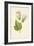 Abutilon-Frederick Edward Hulme-Framed Giclee Print