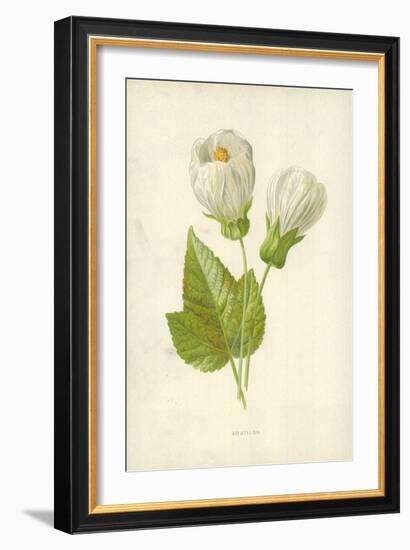 Abutilon-Frederick Edward Hulme-Framed Giclee Print