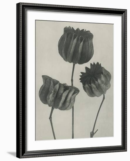 Abutilou-Karl Blossfeldt-Framed Giclee Print