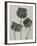 Abutilou-Karl Blossfeldt-Framed Giclee Print