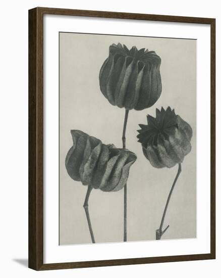 Abutilou-Karl Blossfeldt-Framed Giclee Print