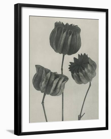 Abutilou-Karl Blossfeldt-Framed Giclee Print