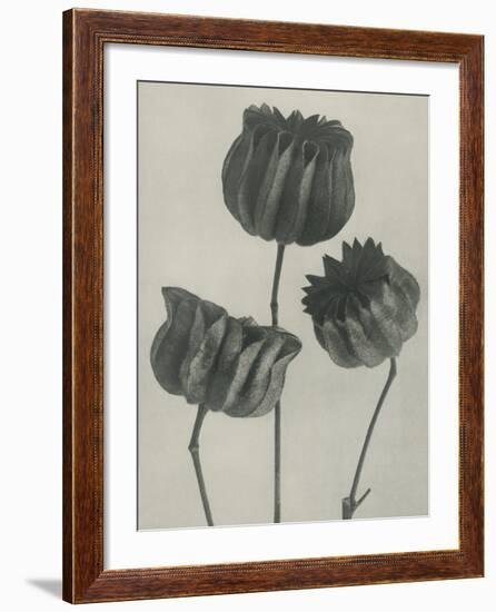 Abutilou-Karl Blossfeldt-Framed Giclee Print