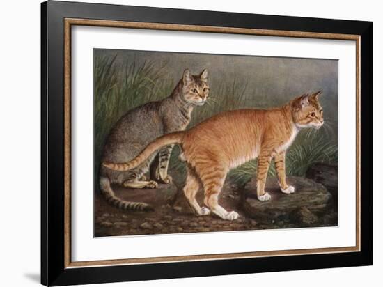 Abyssinian and Indian-W. Luker-Framed Art Print