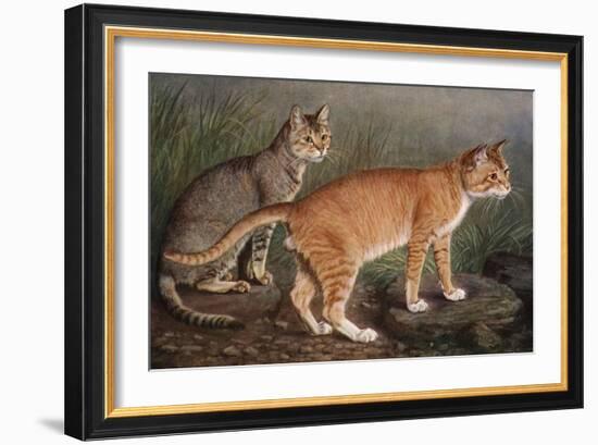 Abyssinian and Indian-W. Luker-Framed Art Print