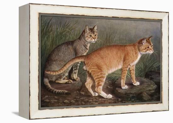 Abyssinian and Indian-W. Luker-Framed Stretched Canvas