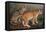 Abyssinian and Indian-W. Luker-Framed Stretched Canvas
