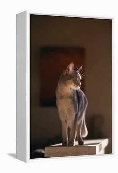Abyssinian Blue Cat on Pedestal-DLILLC-Framed Premier Image Canvas