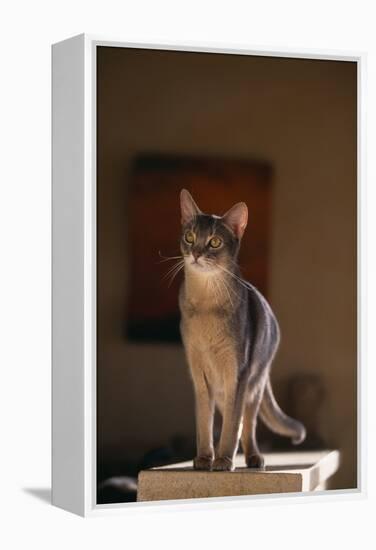 Abyssinian Blue Cat on Pedestal-DLILLC-Framed Premier Image Canvas