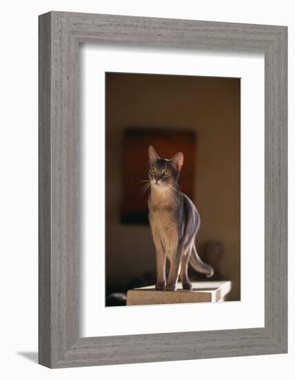 Abyssinian Blue Cat on Pedestal-DLILLC-Framed Photographic Print