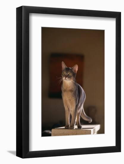 Abyssinian Blue Cat on Pedestal-DLILLC-Framed Photographic Print