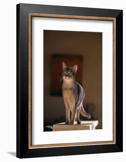 Abyssinian Blue Cat on Pedestal-DLILLC-Framed Photographic Print