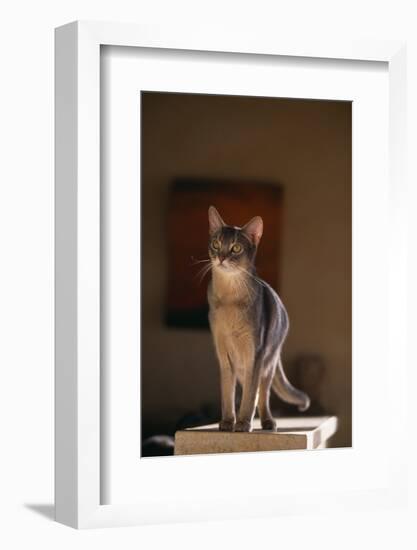 Abyssinian Blue Cat on Pedestal-DLILLC-Framed Photographic Print