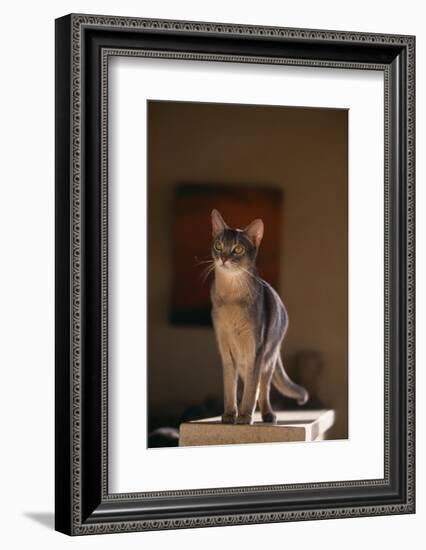 Abyssinian Blue Cat on Pedestal-DLILLC-Framed Photographic Print