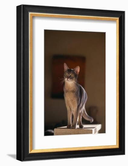 Abyssinian Blue Cat on Pedestal-DLILLC-Framed Photographic Print