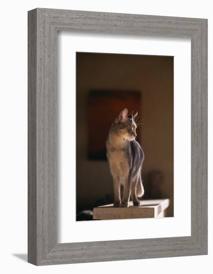 Abyssinian Blue Cat on Pedestal-DLILLC-Framed Photographic Print