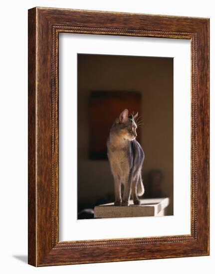 Abyssinian Blue Cat on Pedestal-DLILLC-Framed Photographic Print