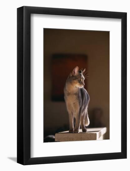 Abyssinian Blue Cat on Pedestal-DLILLC-Framed Photographic Print