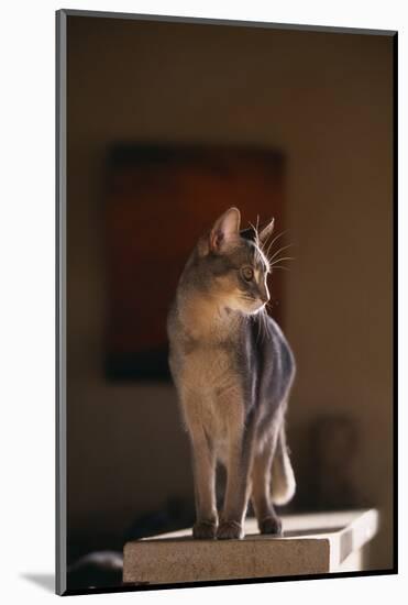 Abyssinian Blue Cat on Pedestal-DLILLC-Mounted Photographic Print