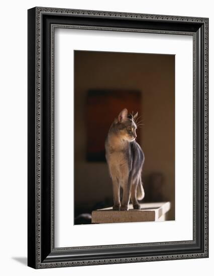 Abyssinian Blue Cat on Pedestal-DLILLC-Framed Photographic Print