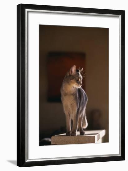 Abyssinian Blue Cat on Pedestal-DLILLC-Framed Photographic Print