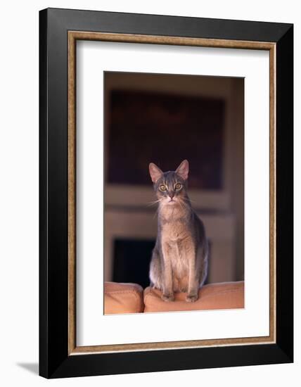 Abyssinian Blue Cat Sitting on Sofa-DLILLC-Framed Photographic Print