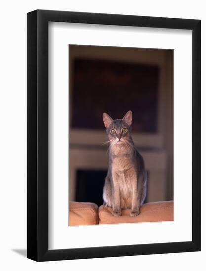 Abyssinian Blue Cat Sitting on Sofa-DLILLC-Framed Photographic Print