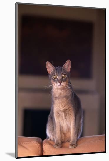 Abyssinian Blue Cat Sitting on Sofa-DLILLC-Mounted Photographic Print