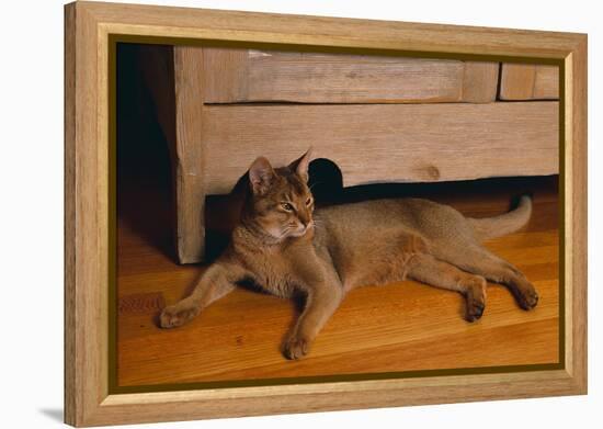 Abyssinian Cat Lounging on Floor-DLILLC-Framed Premier Image Canvas