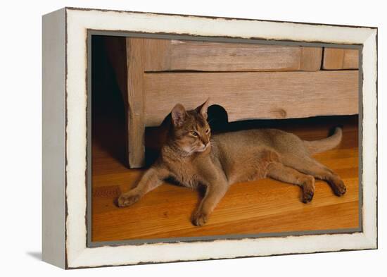 Abyssinian Cat Lounging on Floor-DLILLC-Framed Premier Image Canvas