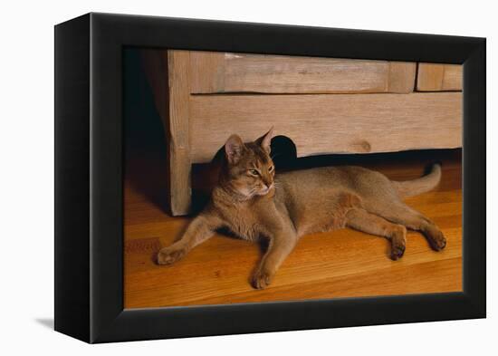 Abyssinian Cat Lounging on Floor-DLILLC-Framed Premier Image Canvas