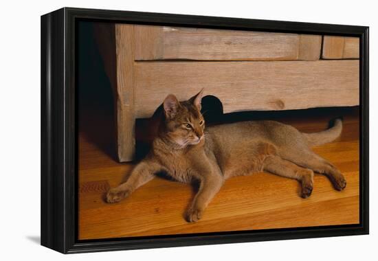 Abyssinian Cat Lounging on Floor-DLILLC-Framed Premier Image Canvas