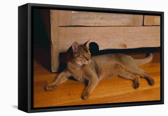 Abyssinian Cat Lounging on Floor-DLILLC-Framed Premier Image Canvas