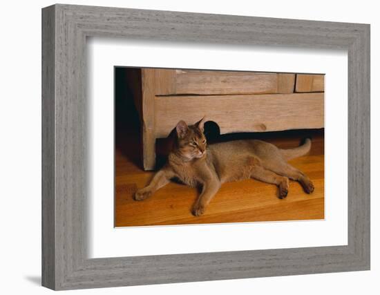 Abyssinian Cat Lounging on Floor-DLILLC-Framed Photographic Print