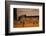 Abyssinian Cat Lounging on Floor-DLILLC-Framed Photographic Print