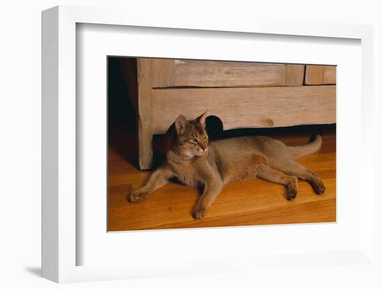 Abyssinian Cat Lounging on Floor-DLILLC-Framed Photographic Print