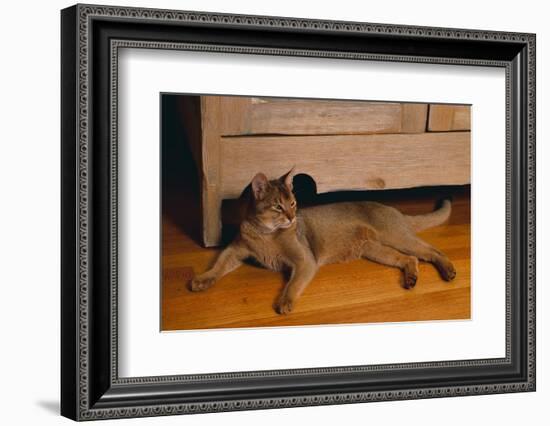 Abyssinian Cat Lounging on Floor-DLILLC-Framed Photographic Print