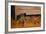 Abyssinian Cat Lounging on Floor-DLILLC-Framed Photographic Print