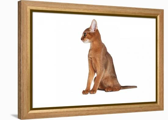 Abyssinian Cat-Fabio Petroni-Framed Premier Image Canvas