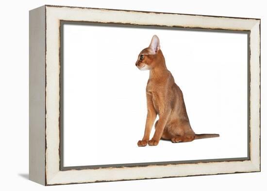 Abyssinian Cat-Fabio Petroni-Framed Premier Image Canvas