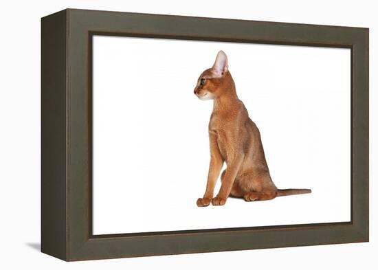 Abyssinian Cat-Fabio Petroni-Framed Premier Image Canvas